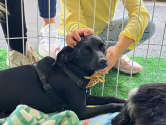 Feira de adoção pet no Mogi Shopping busca novos lares para cães e gatos resgatados