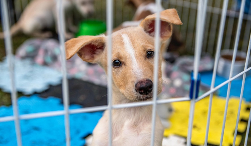 No Dia do Vira-Lata, Núcleo de Bem-Estar Animal possui mais de 100 pets disponíveis para adoção