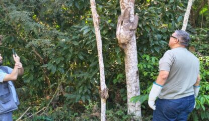 Centro de Controle de Zoonoses realiza soltura de bicho-preguiça no Parque Chiquinho Veríssimo