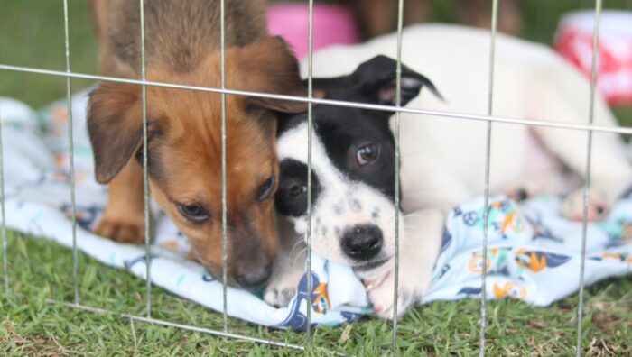 Feira de adoção de pets acontece neste domingo (21) no Parque Max Feffer, em Suzano