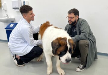 Veterinário orienta como evitar o estresse dos pets durante os jogos da Copa do Mundo