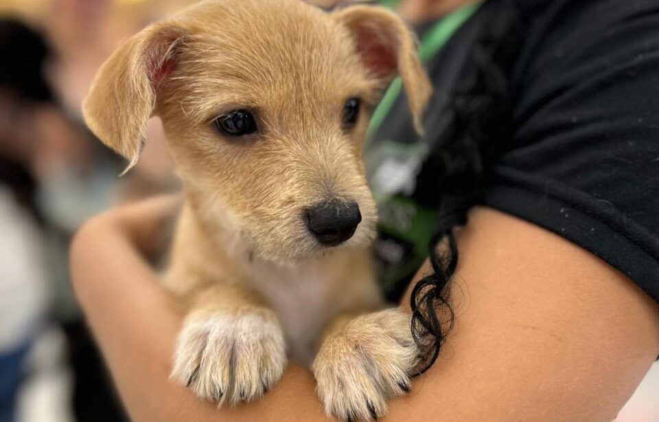 Parceria entre Patteo Urupema Shopping e Grupo Fera realiza evento de adoção de cães e gatos em Mogi