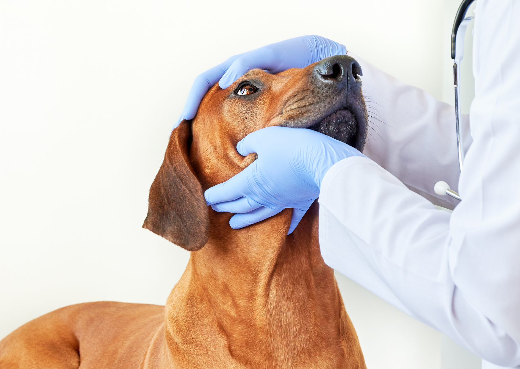 Hospital Veterinário 24 horas amplia atendimento gratuito aos animais em Mogi das Cruzes