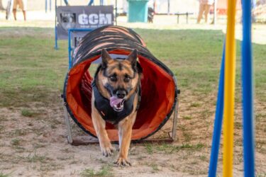 Rua + Feliz Pet: Mogi promove evento para pets com adoção, castração e atividades gratuitas