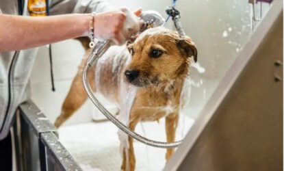 Mercado pet cresce 204% e ultrapassa 2,3 mil pequenos negócios no Alto Tietê, diz Sebrae-SP