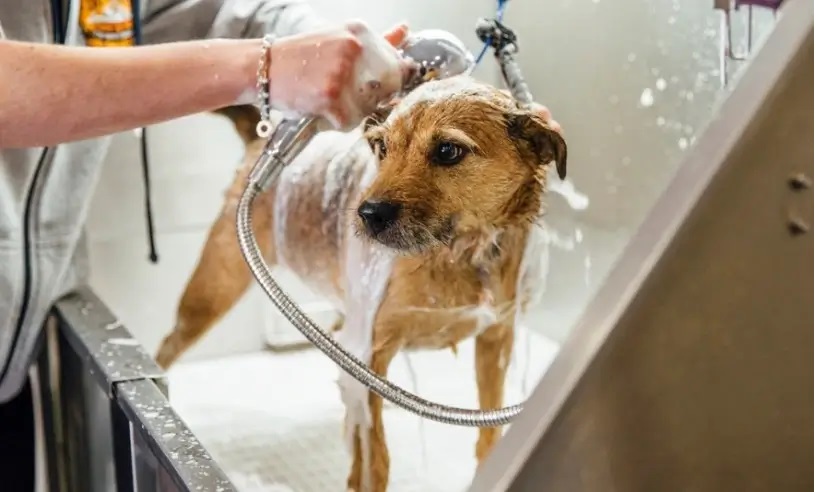 Mercado pet cresce 204% e ultrapassa 2,3 mil pequenos negócios no Alto Tietê, diz Sebrae-SP