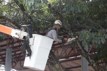 Prefeitura de Suzano intensifica poda preventiva em 16 ruas devido à previsão de ventos fortes