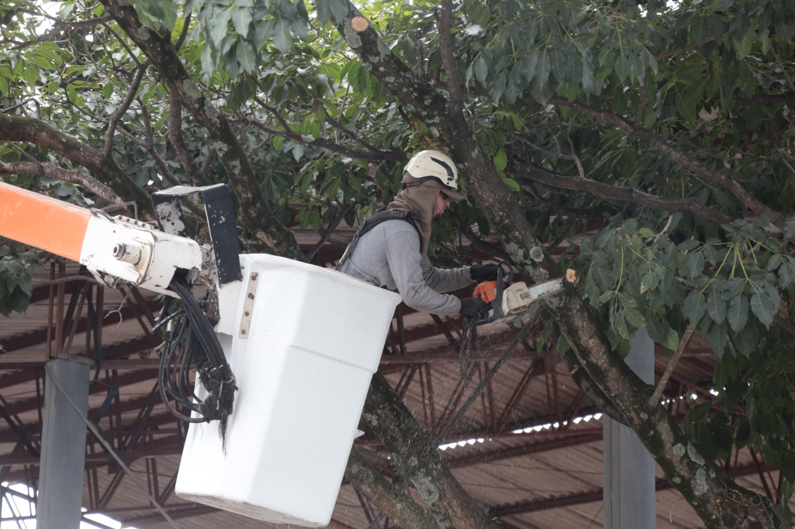 Prefeitura de Suzano intensifica poda preventiva em 16 ruas devido à previsão de ventos fortes