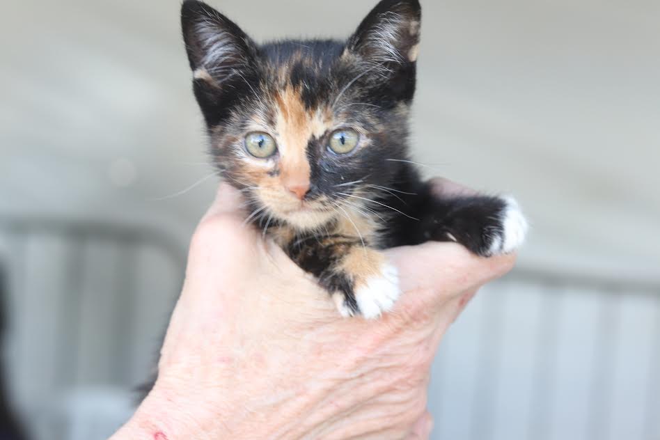 ‘Baby, me Leva!’ terá feira de adoção com 30 cães e gatos neste domingo no Max Feffer, em Suzano