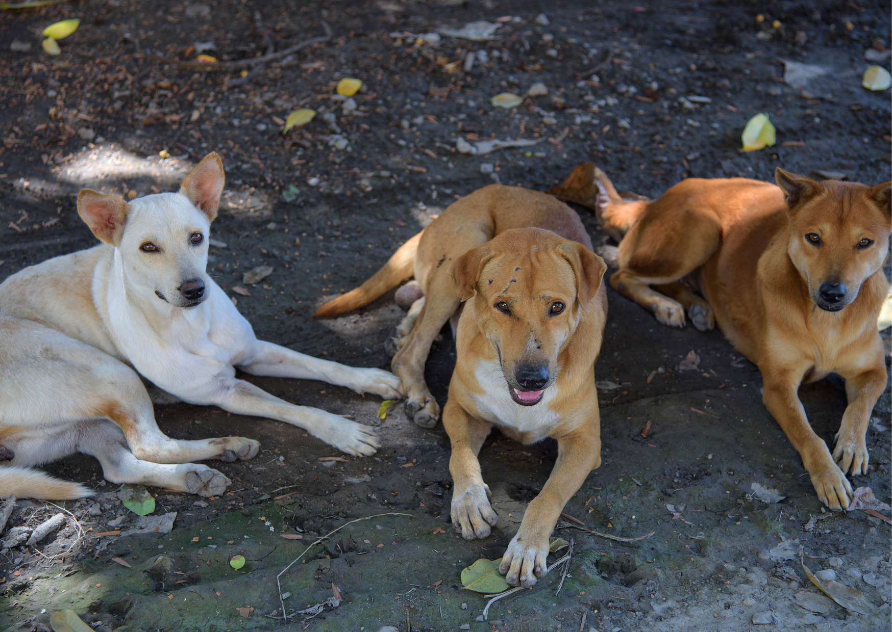 Câmara aprova projeto de lei que autoriza área para pets em abrigos de assistência social