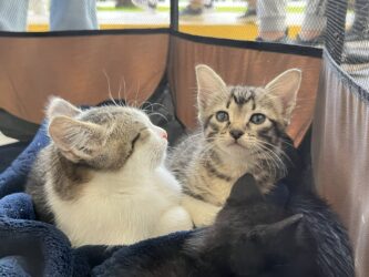 Evento de adoção de cães e gatos acontece neste sábado (29), das 14h às 16h, no Mogi Shopping