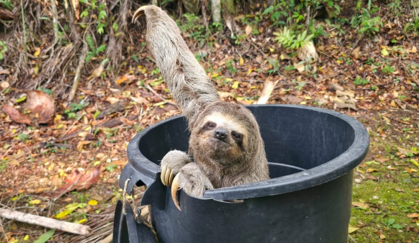 Centro de Controle de Zoonoses realiza soltura de bicho-preguiça no Parque Chiquinho Veríssimo