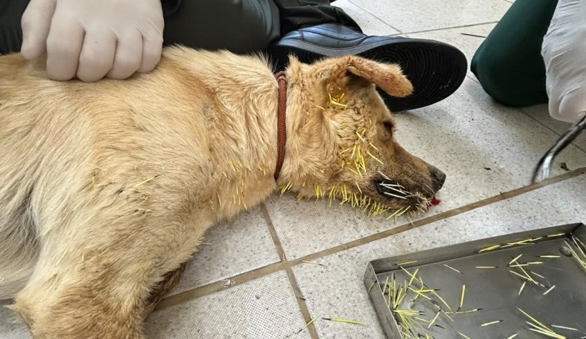 Núcleo de Bem-Estar Animal (Nubea) registra e trata cães que tiveram contato com ouriços