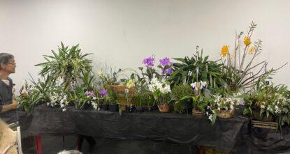 Associação Orquidófila de Mogi mantém tradição no cultivo de orquídeas com atividades mensais