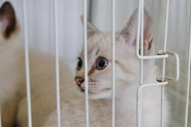 ‘Baby, me Leva!’ promove nova edição de adoção de cães e gatos neste domingo (27) em Suzano