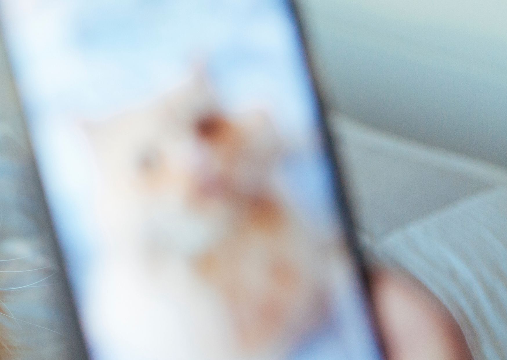 Noad apreende adolescente de 15 anos investigado por torturar mais de 200 gatos em lives
