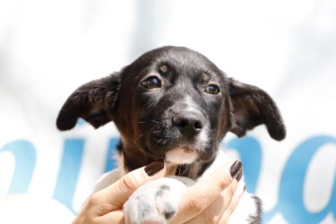Projeto Baby, me Leva! promove adoção de cães e gatos neste domingo no Parque Max Feffer em Suzano